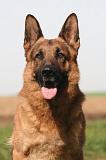 BERGER ALLEMAND 1330